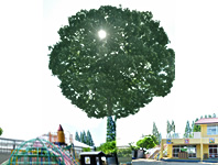 大木は園のシンボル